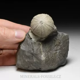 zkamenělá ježovka Stomechinus sp.