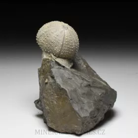 zkamenělá ježovka Stomechinus sp.