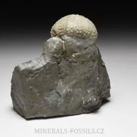 zkamenělá ježovka Stomechinus sp.