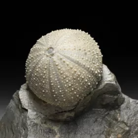 zkamenělá ježovka Stomechinus sp.