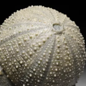 zkamenělá ježovka Stomechinus sp.