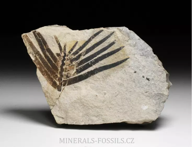 zkamenělá druhohorní Cykasa