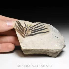 zkamenělá druhohorní Cykasa