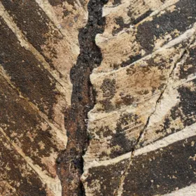 zkamenělá druhohorní Cykasa