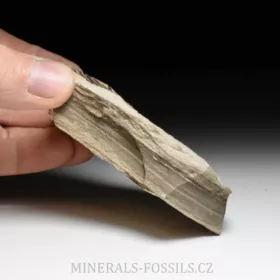 zkamenělá druhohorní Cykasa