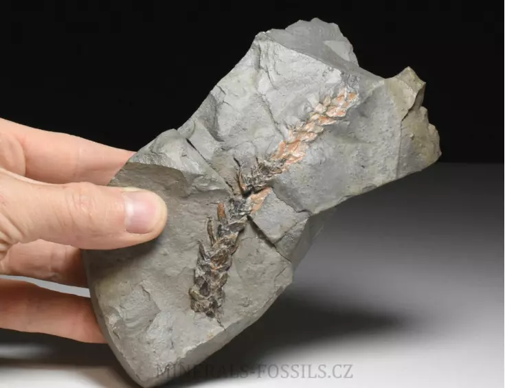 zkamenělá druhohorní Konifera