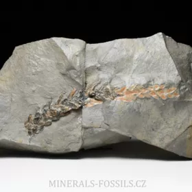 zkamenělá druhohorní Konifera