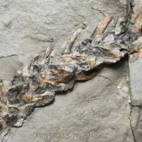 zkamenělá druhohorní Konifera