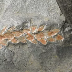 zkamenělá druhohorní Konifera