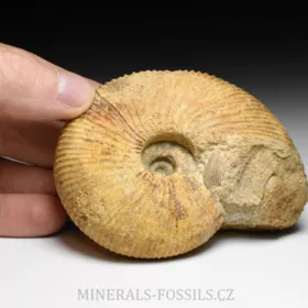 amonit Macrocephalites madagascariensis