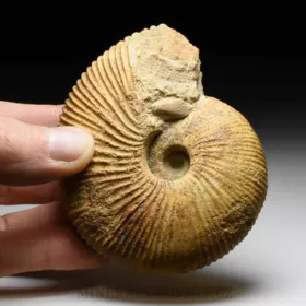 amonit Macrocephalites madagascariensis