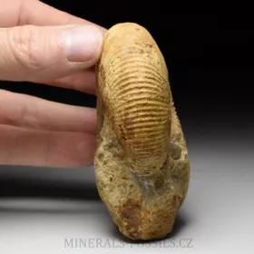 amonit Macrocephalites madagascariensis