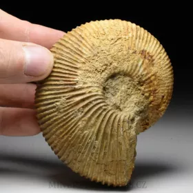 amonit Macrocephalites madagascariensis