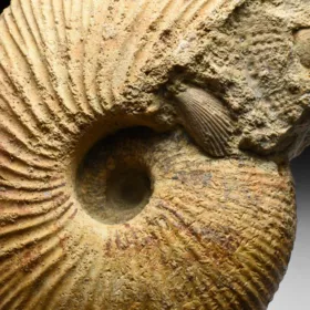 amonit Macrocephalites madagascariensis