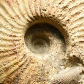 amonit Macrocephalites madagascariensis