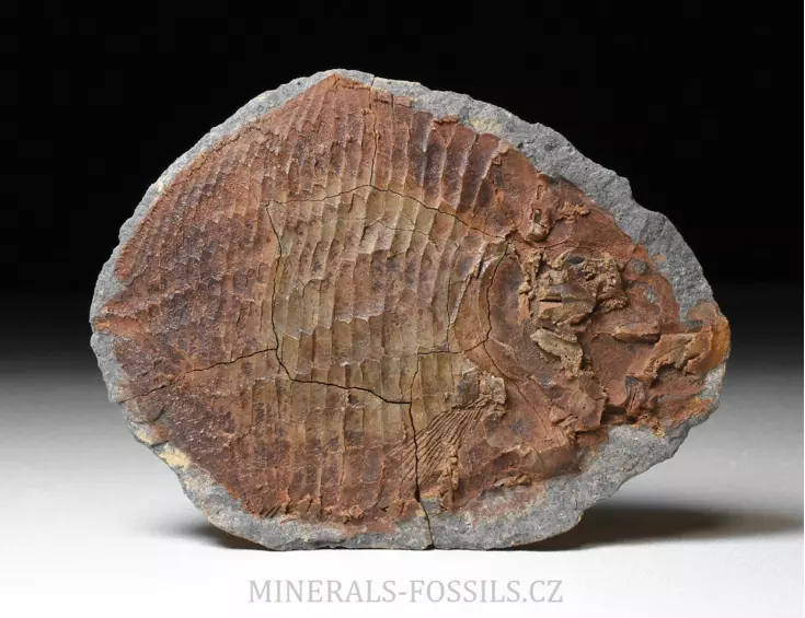 zkamenělá druhohorní ryba Bobasatrania