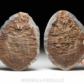 zkamenělá druhohorní ryba Bobasatrania