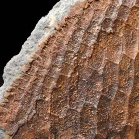 zkamenělá druhohorní ryba Bobasatrania