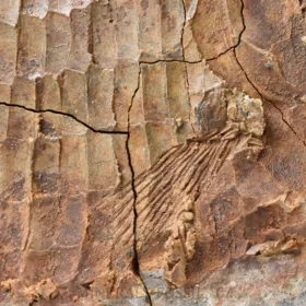 zkamenělá druhohorní ryba Bobasatrania