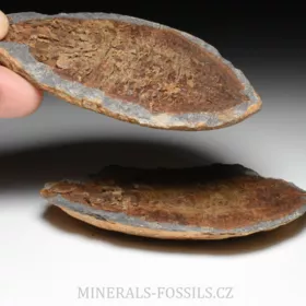 zkamenělá druhohorní ryba Bobasatrania