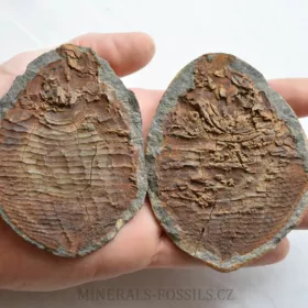 zkamenělá druhohorní ryba Bobasatrania