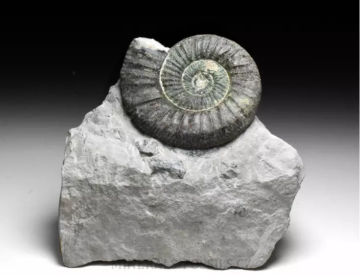 amonit Ortosphinctes tiziani