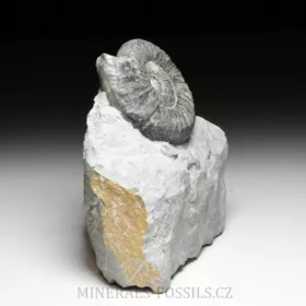 amonit Ortosphinctes tiziani