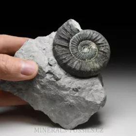 amonit Ortosphinctes tiziani
