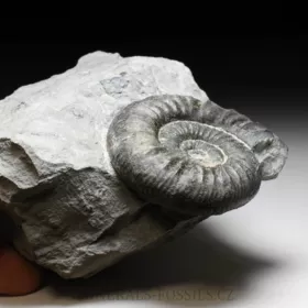 amonit Ortosphinctes tiziani