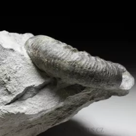 amonit Ortosphinctes tiziani