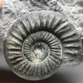 amonit Ortosphinctes tiziani