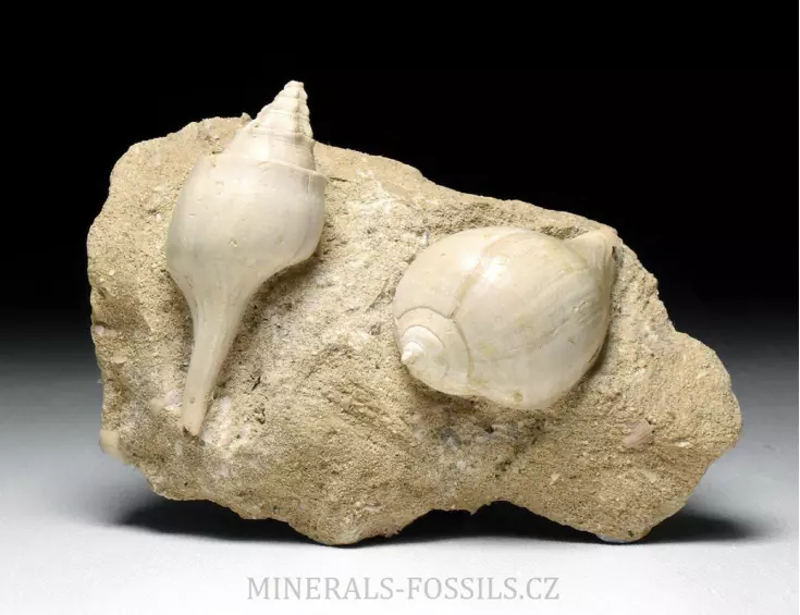 fosilní lastury - Clavilithes a Sycostoma