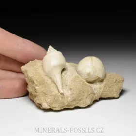 fosilní lastury - Clavilithes a Sycostoma