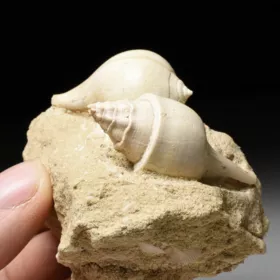 fosilní lastury - Clavilithes a Sycostoma