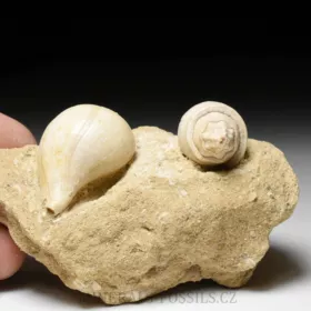 fosilní lastury - Clavilithes a Sycostoma