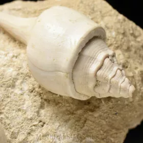 fosilní lastury - Clavilithes a Sycostoma