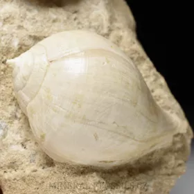 fosilní lastury - Clavilithes a Sycostoma