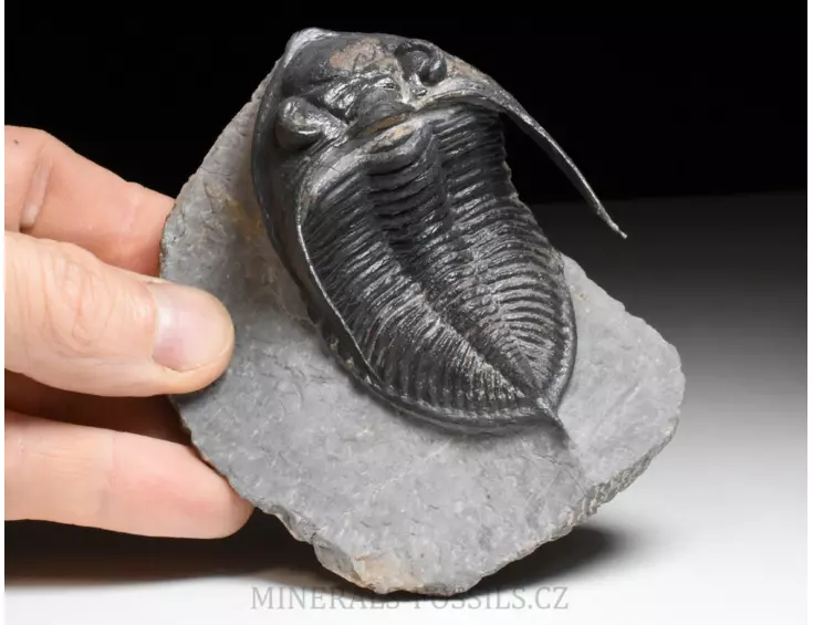 trilobit  Zlichovaspis rugosa