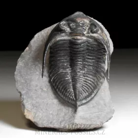 trilobit  Zlichovaspis rugosa