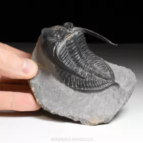 trilobit  Zlichovaspis rugosa