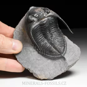 trilobit  Zlichovaspis rugosa