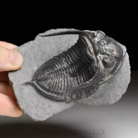 trilobit  Zlichovaspis rugosa