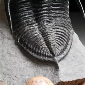 trilobit  Zlichovaspis rugosa