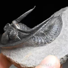 trilobit  Zlichovaspis rugosa