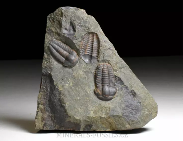 trilobit Ellipsocephalus hoffi