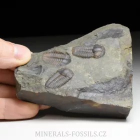 trilobit Ellipsocephalus hoffi