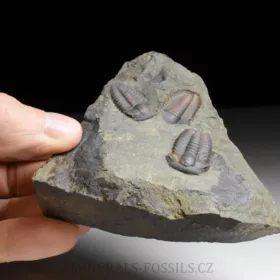 trilobit Ellipsocephalus hoffi