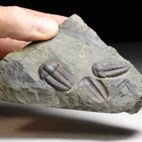 trilobit Ellipsocephalus hoffi