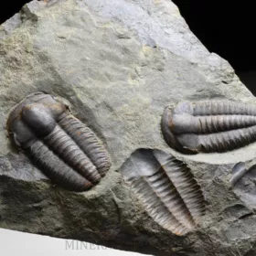 trilobit Ellipsocephalus hoffi