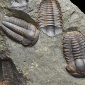 trilobit Ellipsocephalus hoffi